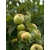 Jabłoń kolumnowa KOSZTELA z doniczki